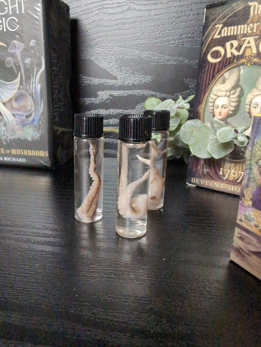 Preserved tentacle
